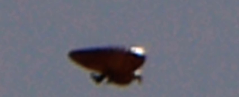 Illustration for article titled The Truth Is Here At Last: "Manta Ray" UFO Spotted Over Costa Rica